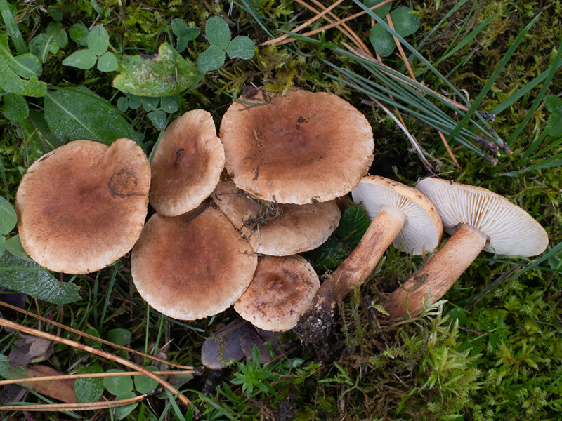 Tricholoma psammopus Tricholoma psammopus